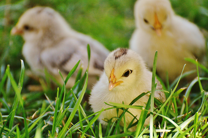 3 baby chicks