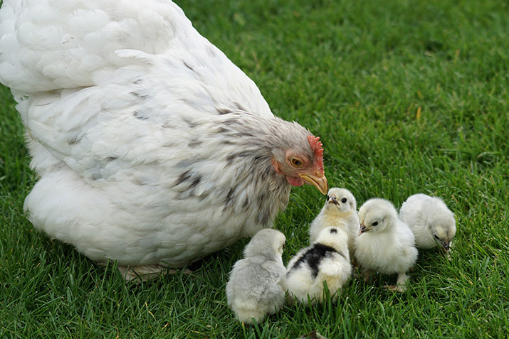 Why Should You Use Aluminum Sulfate As A Poultry Litter Amendment?